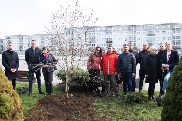 Verslo dovana miestui – įspūdinga magnolija