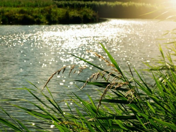 Po pakartotinai atliktų vandens tyrimų Žeimių tvenkinyje maudytis saugu