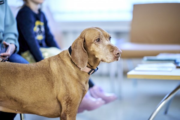 Minint Šuns dieną kviečiame prisidėti prie pagalbos beglobiams