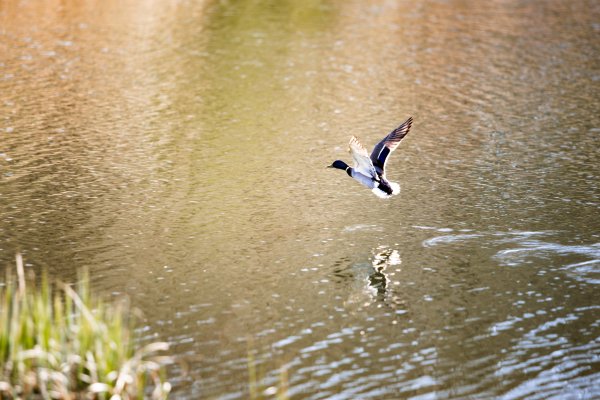 Gulbių tvenkinyje maudytis nerekomenduojama